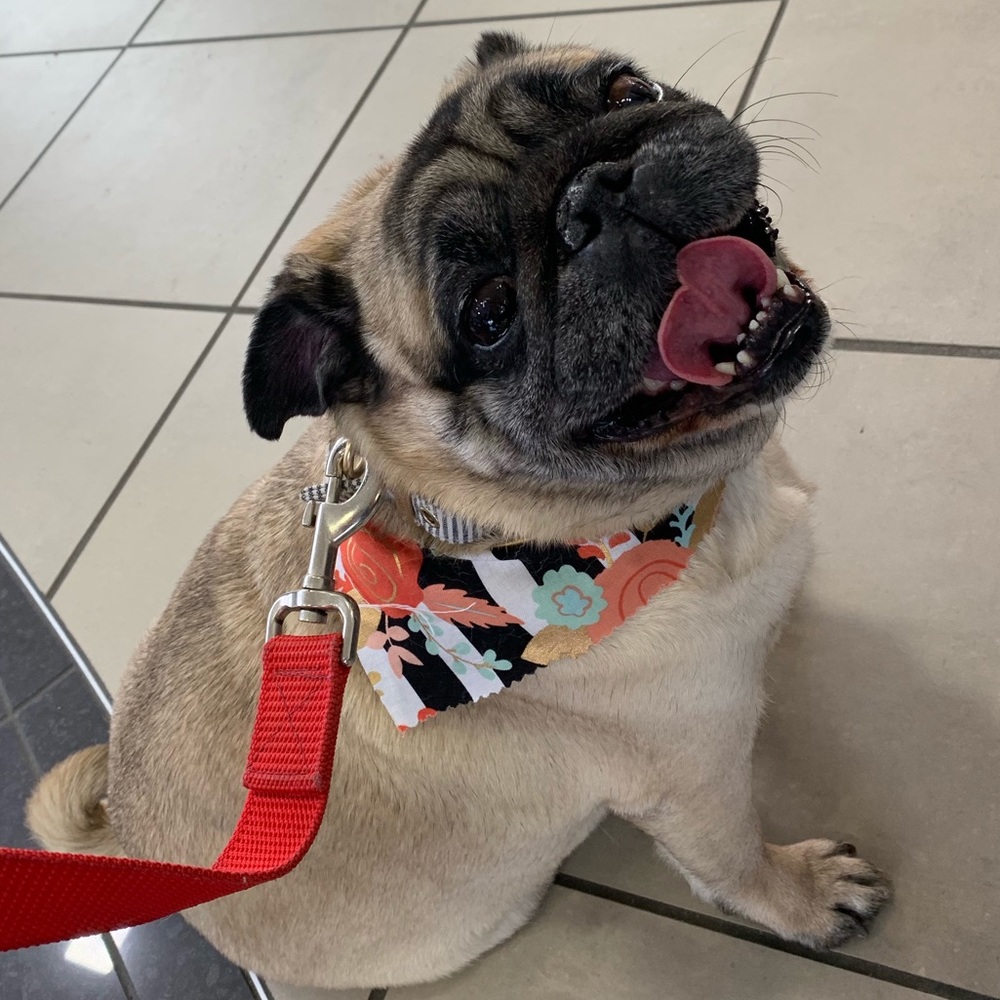 Meet your Posher, Daniela